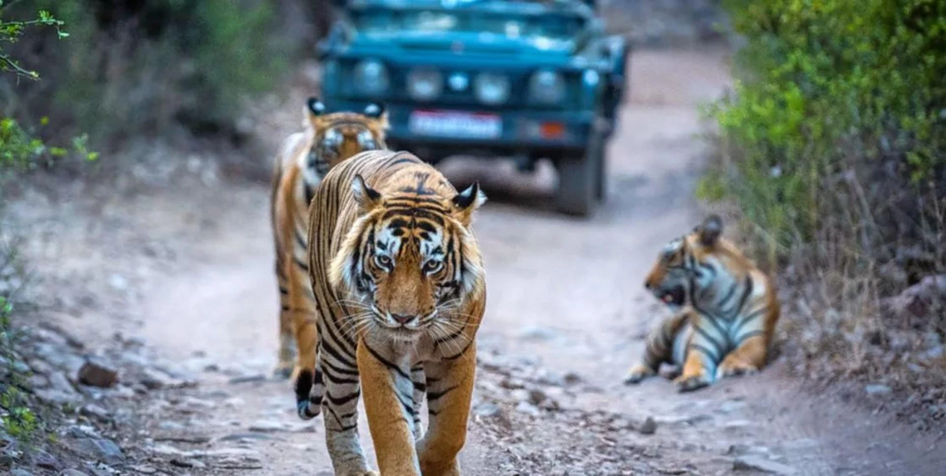 Why Every Traveler Should Experience Ranthambore National Park Once