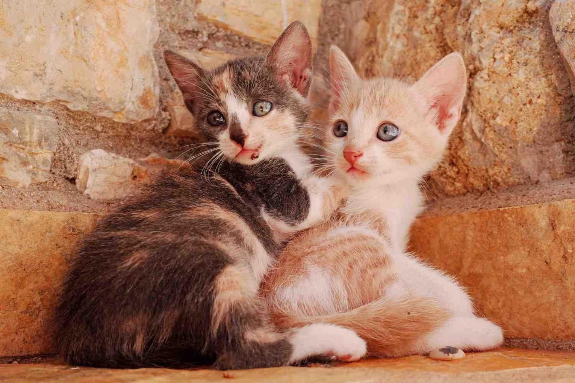  How to Make Your Home Cat-Friendly Without Sacrificing Style