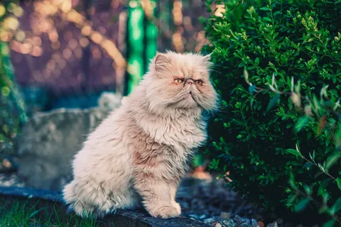 Persian Cat Behaviour Problems and the Best Fixes