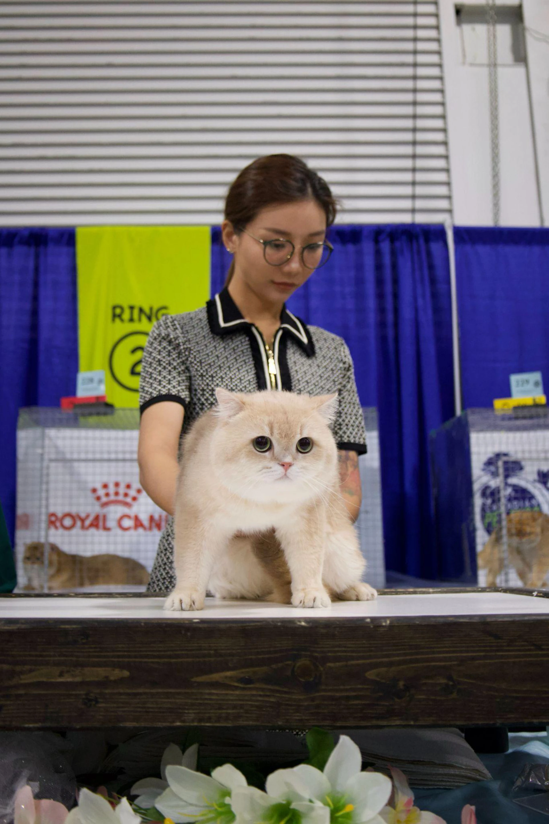 From Playful Kittens to Show Champions: How British Cats Excel in International Competitions