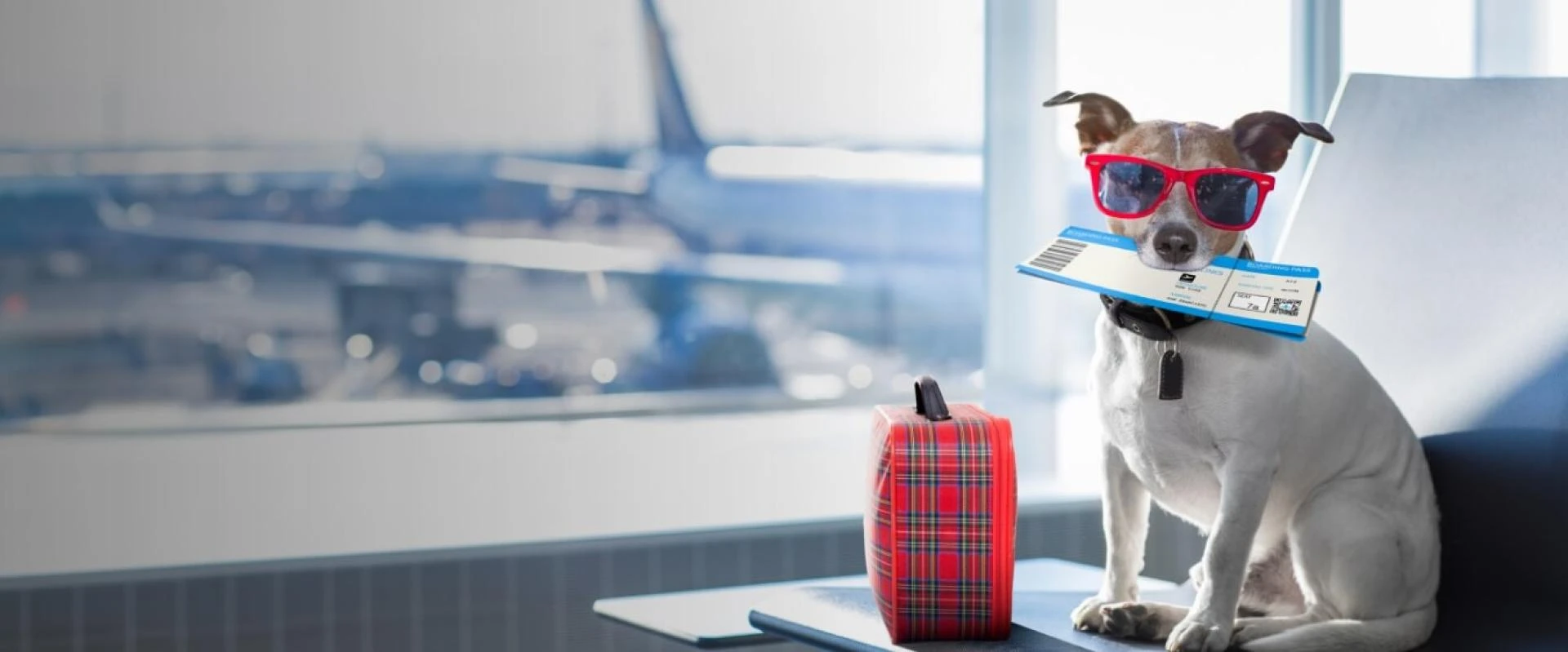 The Pet Owner’s Guide to Choosing Reliable Pet-Relocation Services