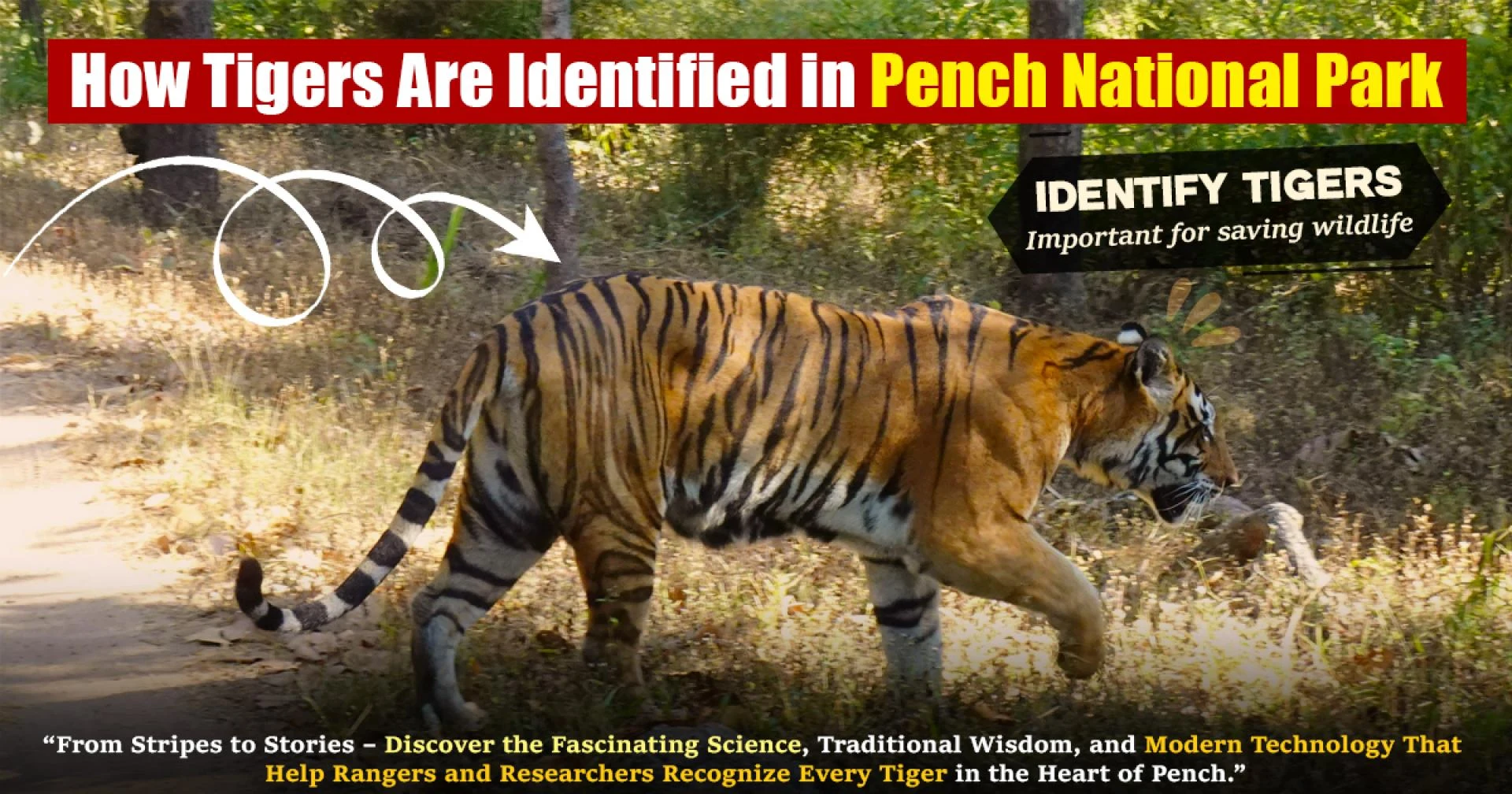 How Tigers Are Identified In Pench National Park