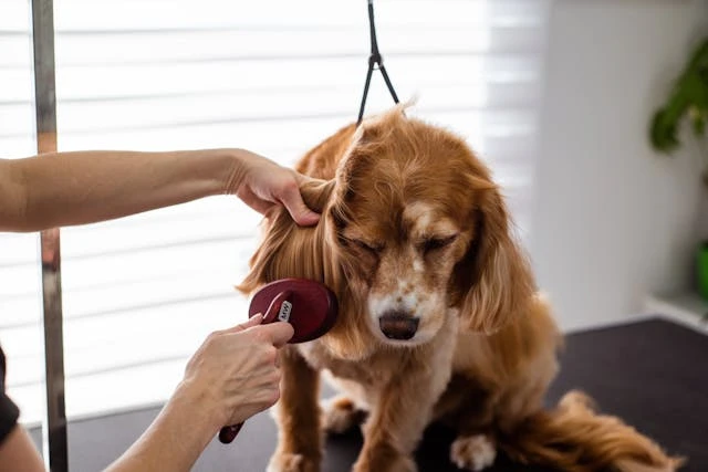 How Heat & Humidity Affect Dog Grooming: Best Practices for Tropical Climates