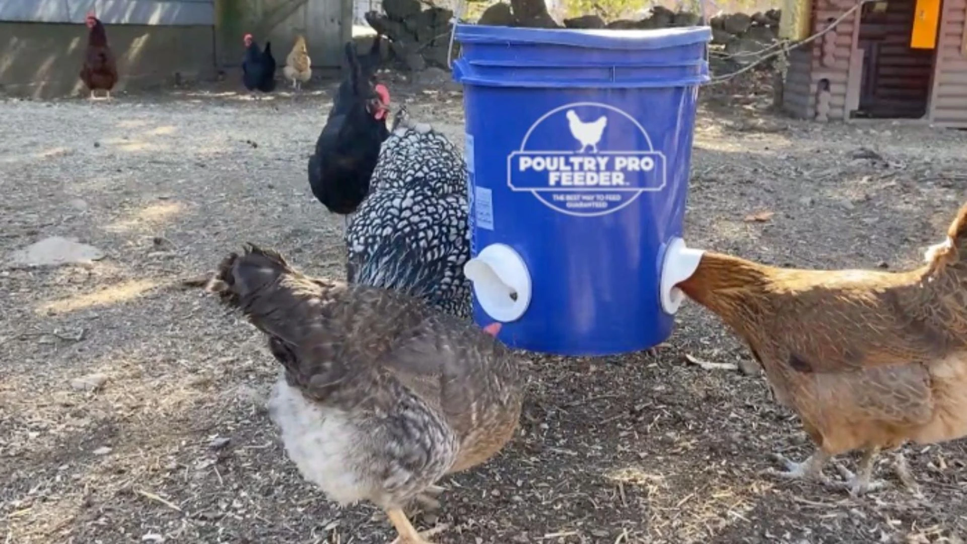 Are Chicken Gravity Feeders Worth Your Investment?