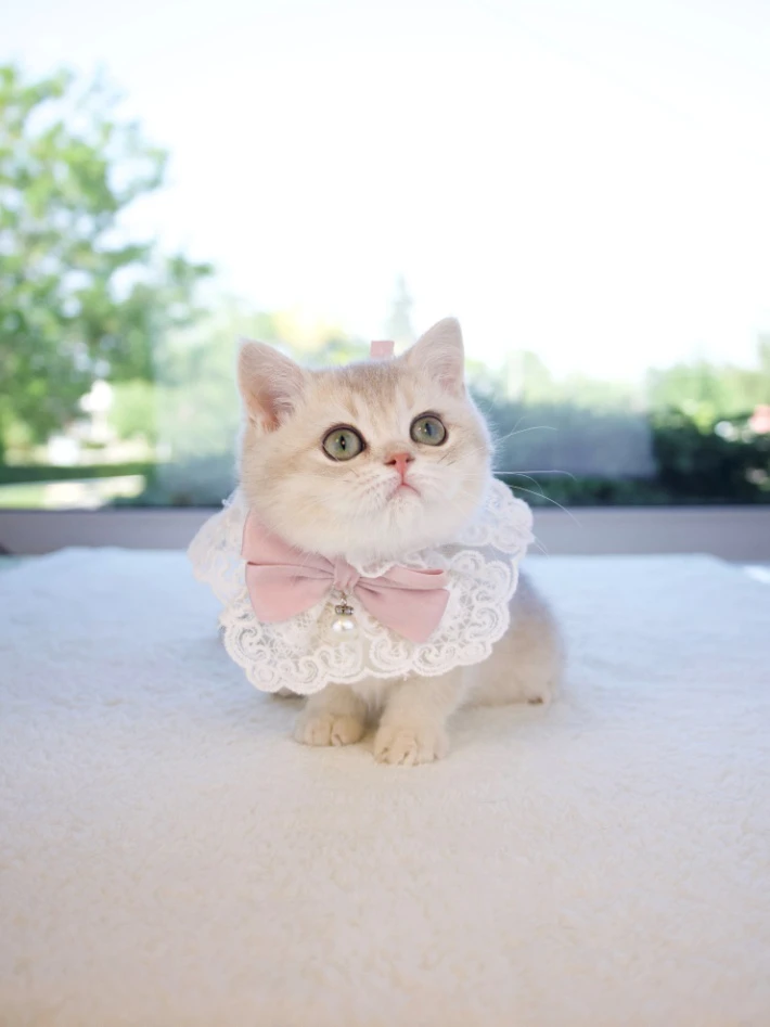 Daily Care Checklist for Busy Cat Owners