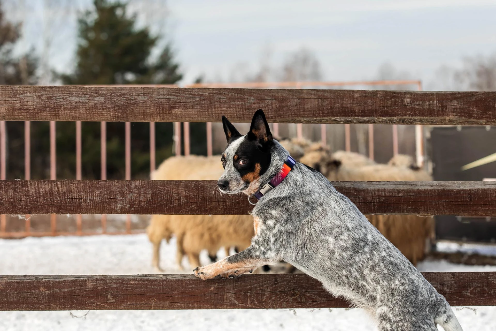 Paw-some Partnerships: How "Dog Boarding Advance NC" Supports Local Rescues and Adoptions