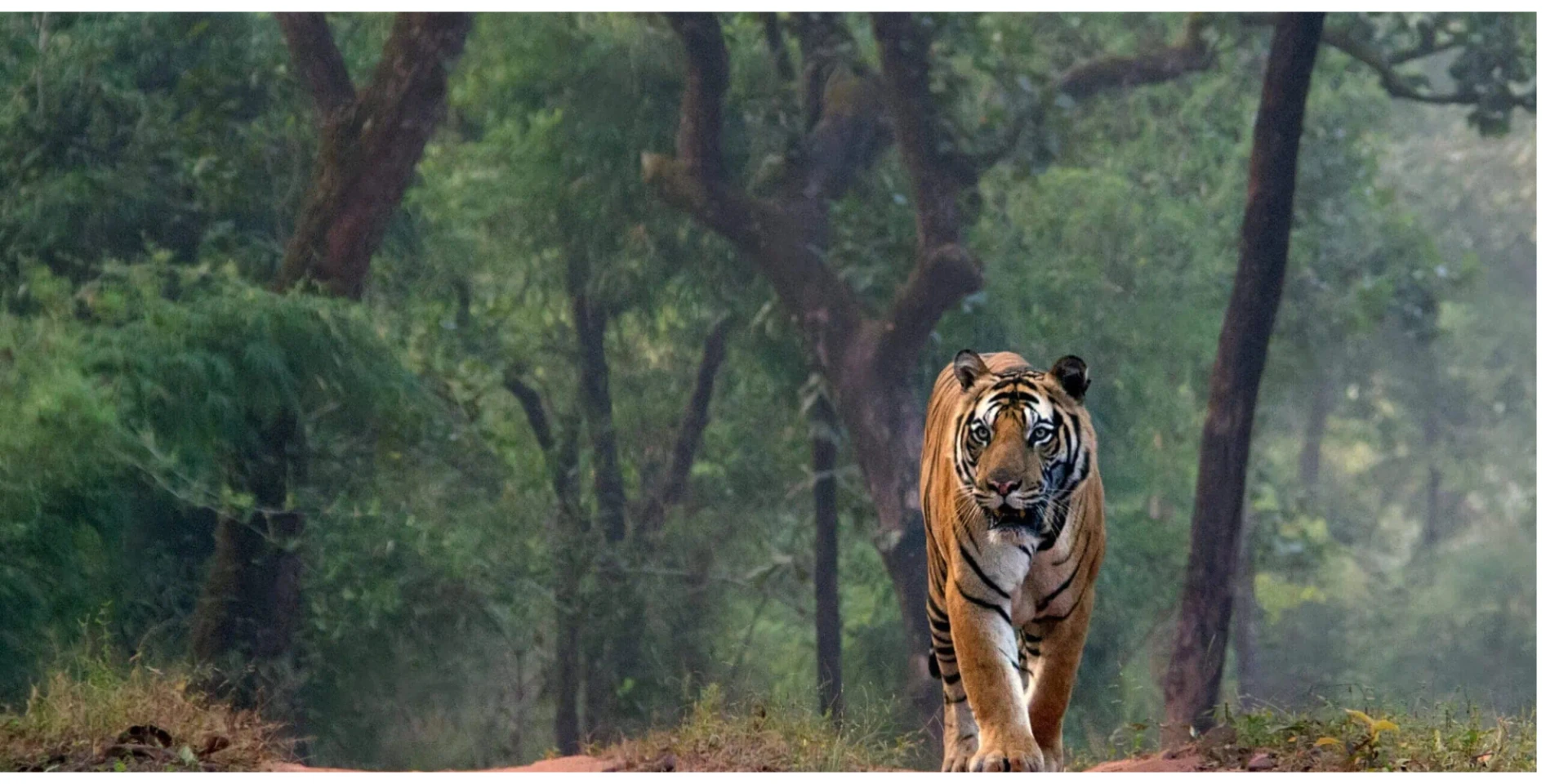 Tiger Safari Ranthambore