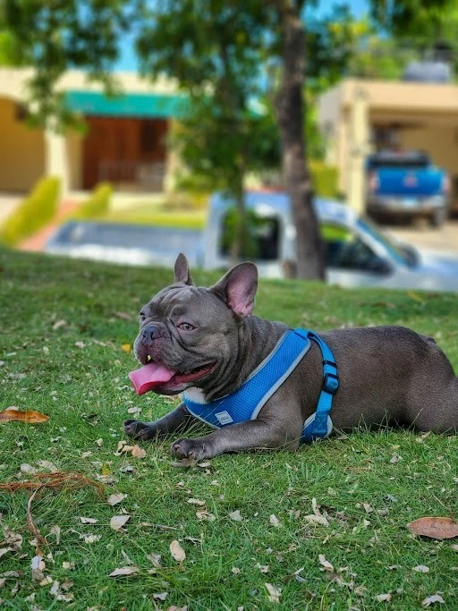 Concerned Your Brindle French Bulldog Isn’t Socializing? Use Our Structured Puppy Classes to Build Confidence!