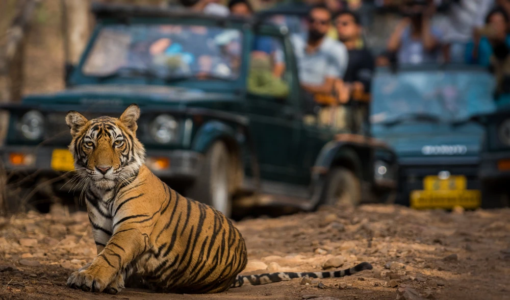 When the Jungle Breathes: My Unforgettable Tiger Safari in Ranthambore