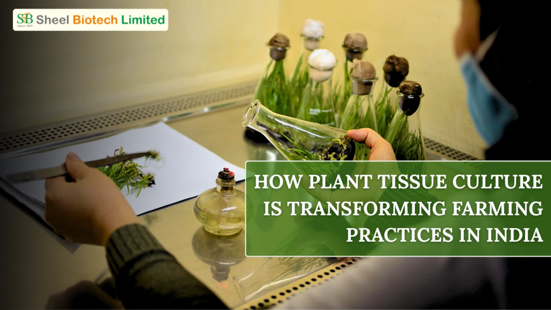 Essential Zones and Workflow Design for a Modern Plant Tissue Culture Lab Layout