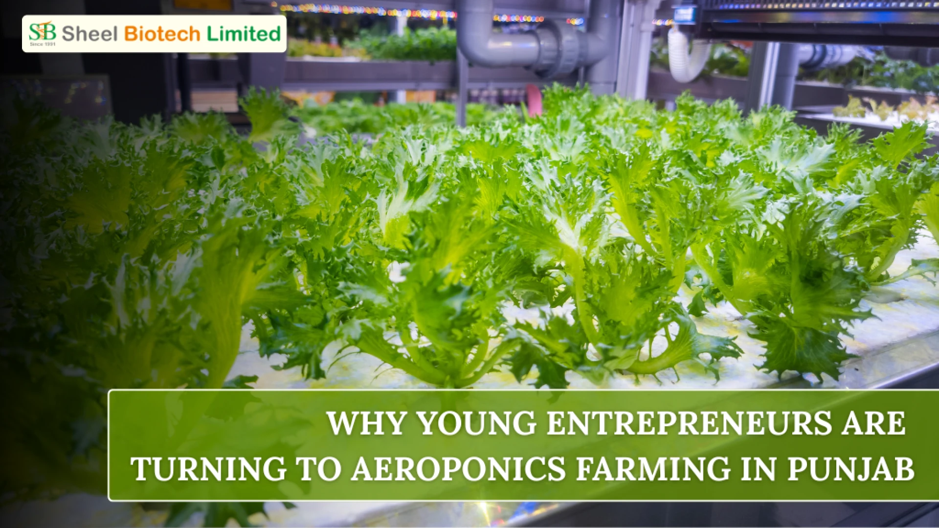 Why Are Young Entrepreneurs Turning to Aeroponics Farming in Punjab?