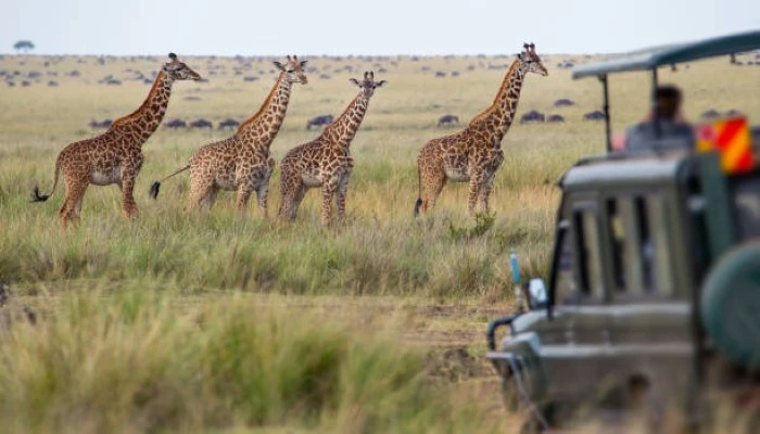Safari to Tanzania: Planning Your Ultimate Wildlife Journey