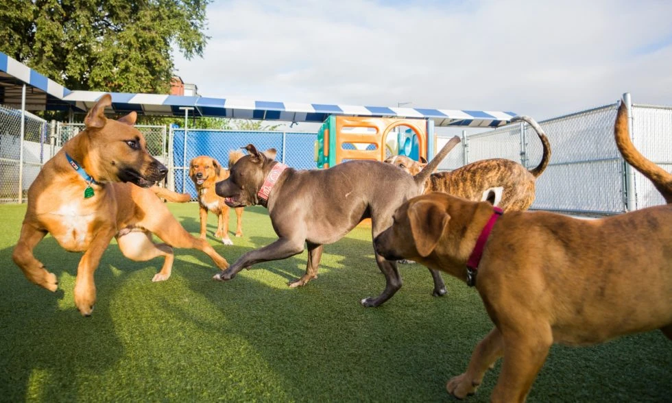 Building Trust and Peace of Mind: How Live Pet Daycare Webcams Keep Pet Owners Happy