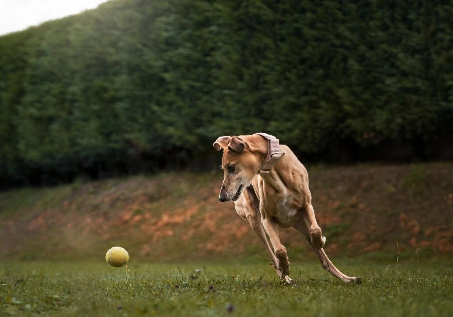 Dog Food in Canada: Top Nutrition Picks for Healthy Dogs