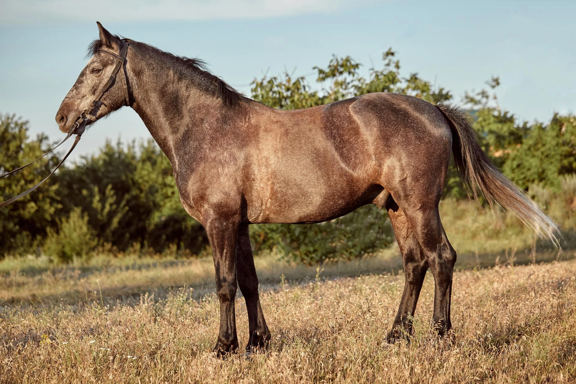 How the Right Supplement Can Help a Horse with Stifle Injury