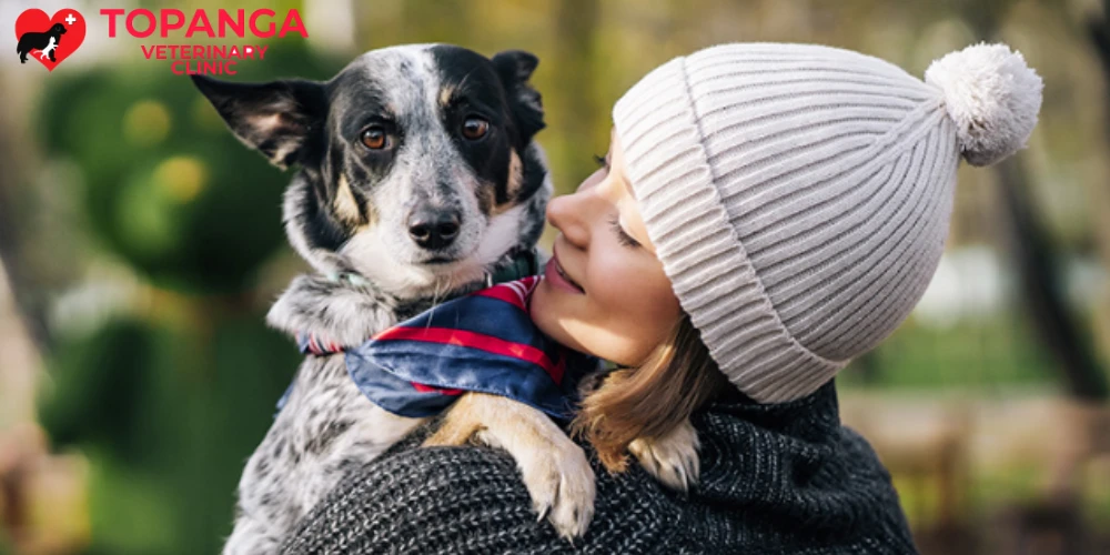 Post-Surgery Care: Helping Your Dog or Cat Recover After Surgery at a Chatsworth Vet