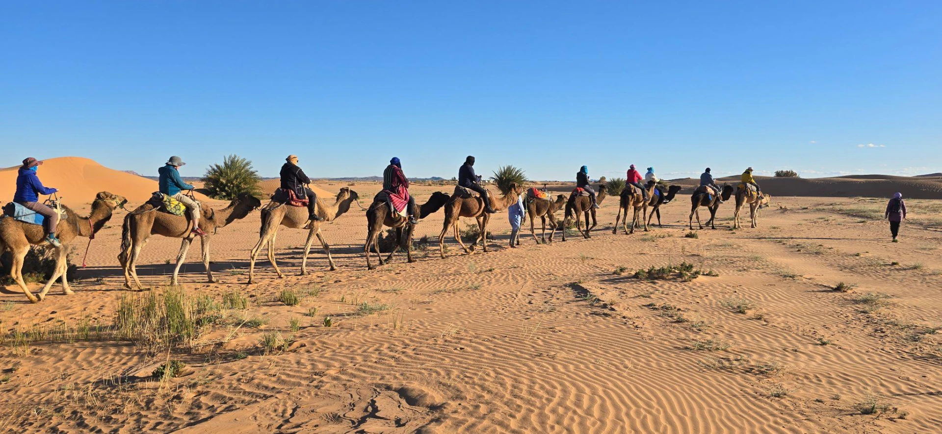 Marrakech Camel Desert Tours: What Set Them Apart