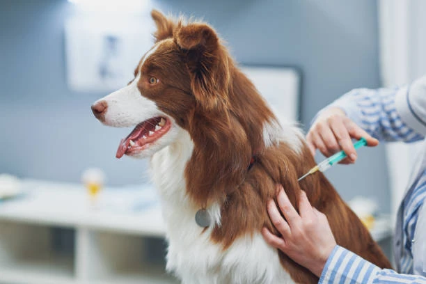 Everything You Need to Know About Dog Vaccinations and Why They Matter