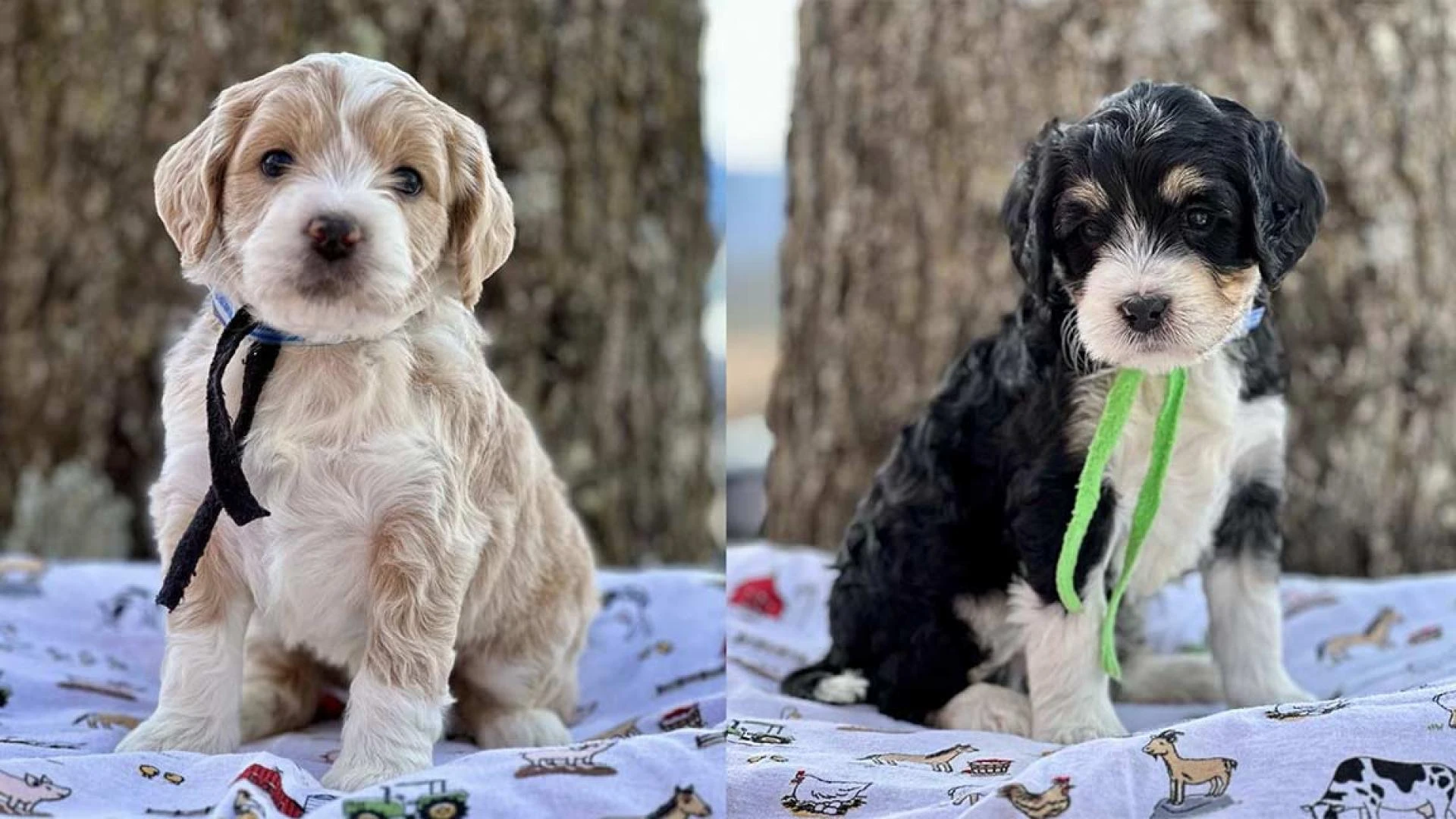 How Do Training Programs Add Value at a Bernedoodle Breeder in the Southeast?