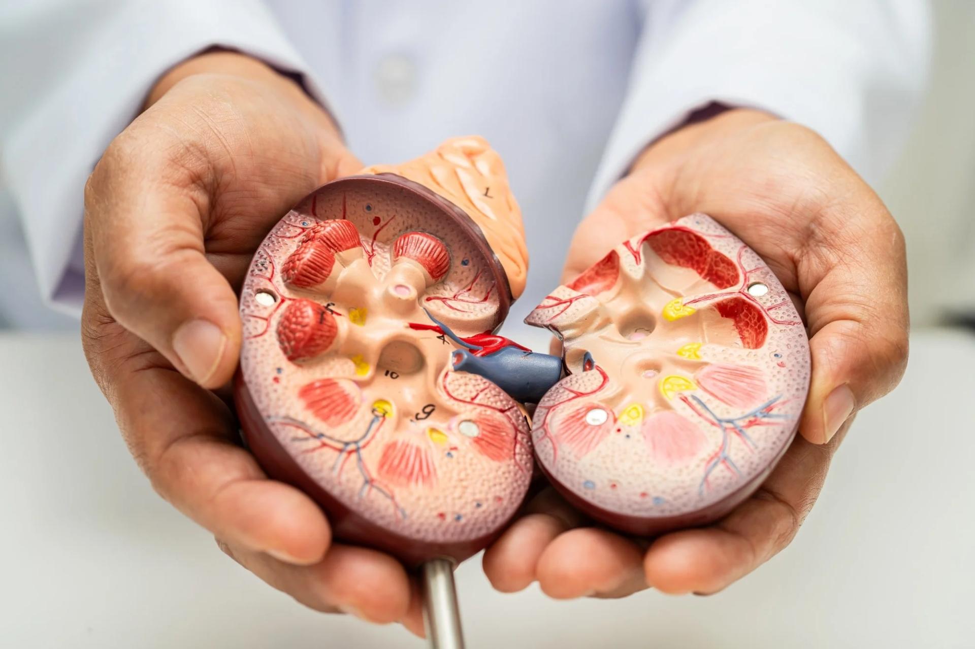 What factors can affect kidney test results accuracy?