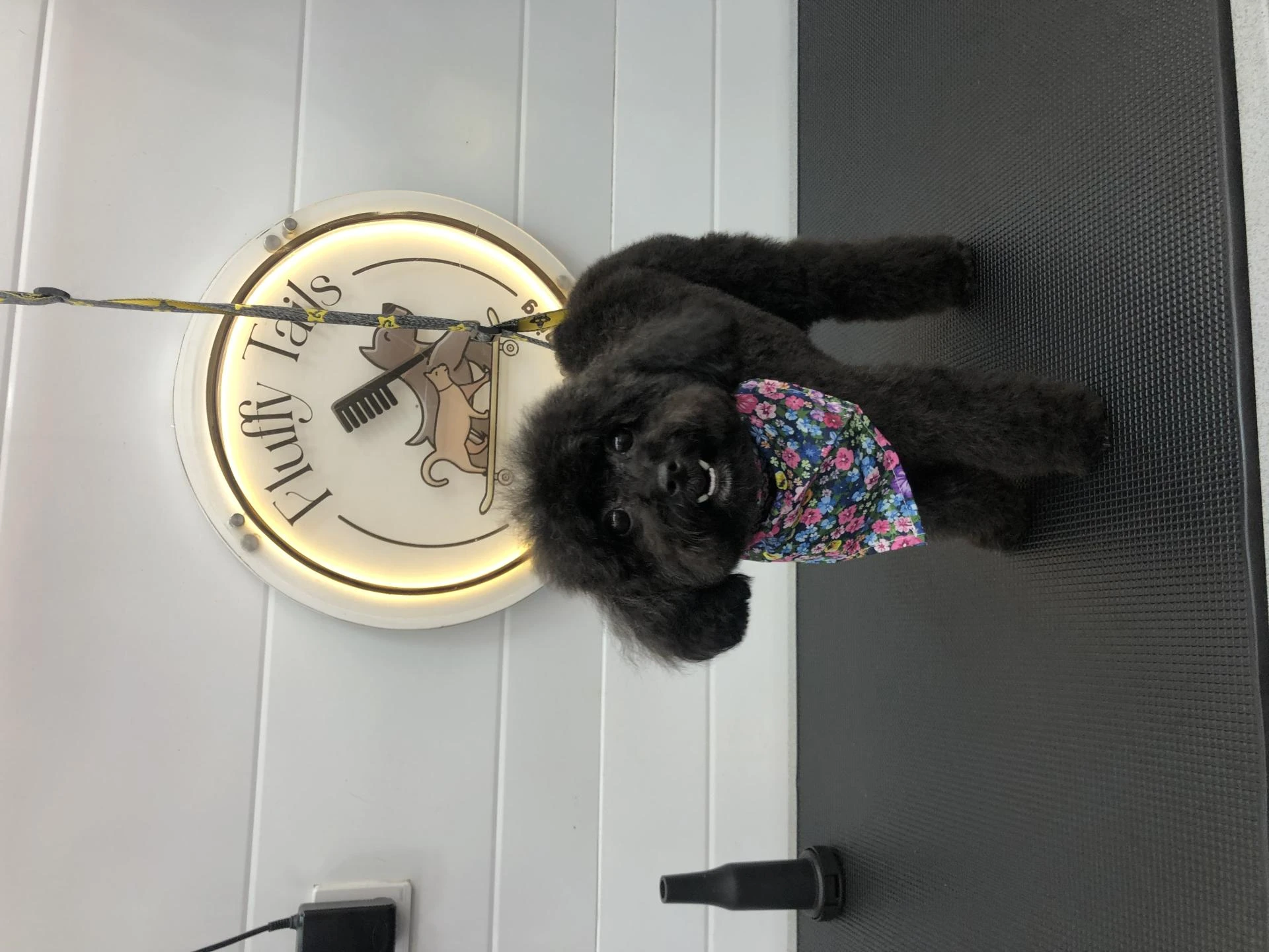 10 Grooming Mistakes Pet Owners Make
