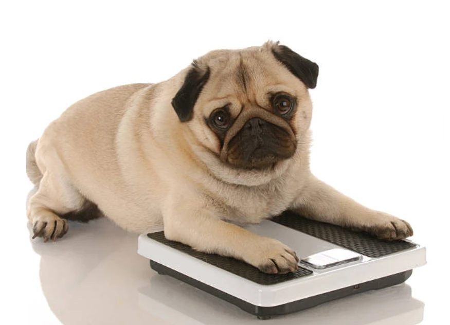 What Are Animal Scales? A Beginner’s Guide