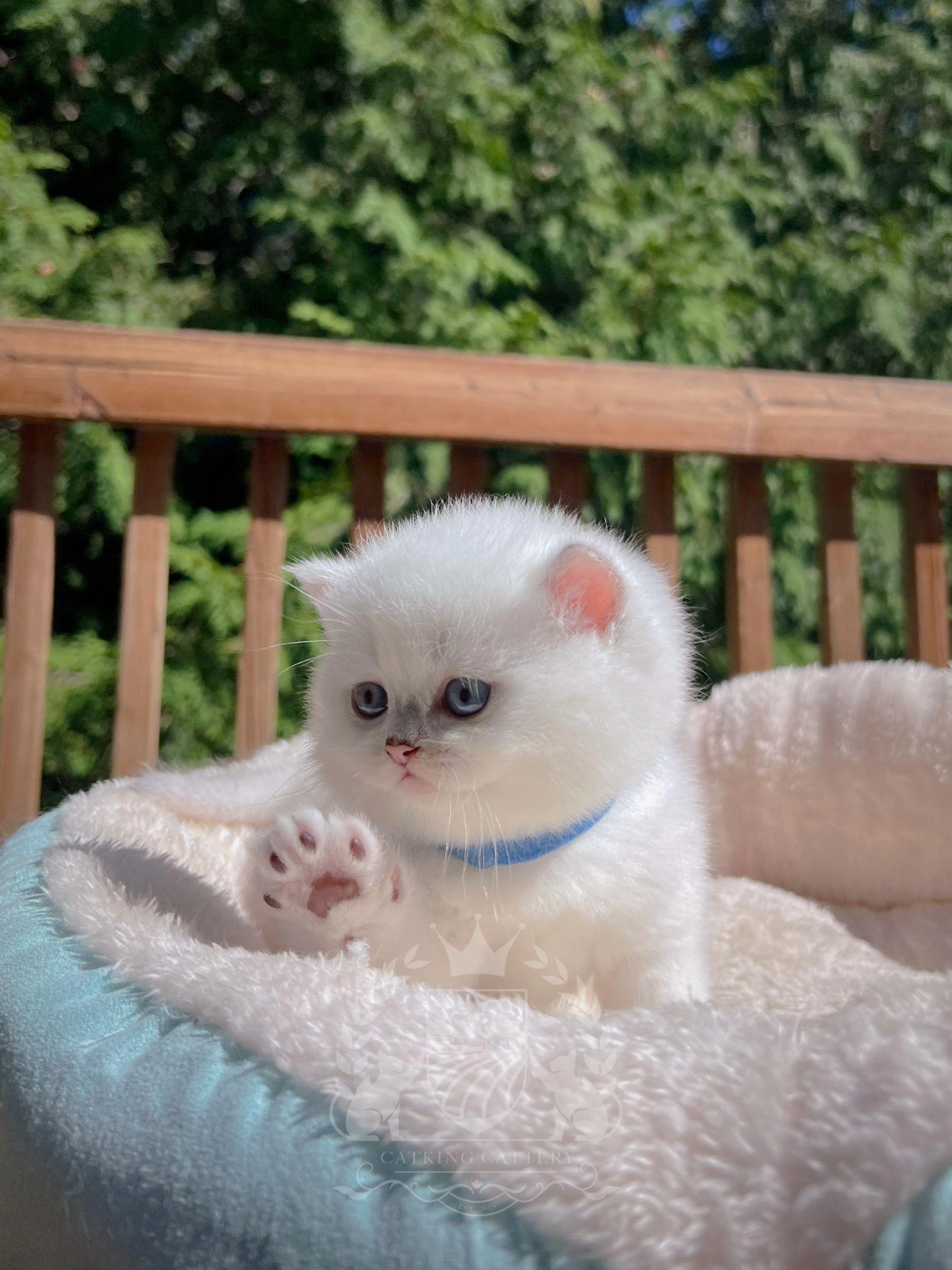 How to Prepare Your Home for a New Kitten: A Complete Checklist