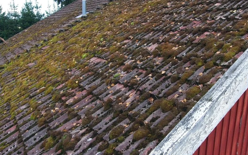 What Time of the Year Is Best to Remove Moss from a Roof? – 2025 Expert Guide