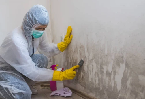 Why Mold Keeps Coming Back—and How Mold Damage Restoration in Fort Myers, FL Helps