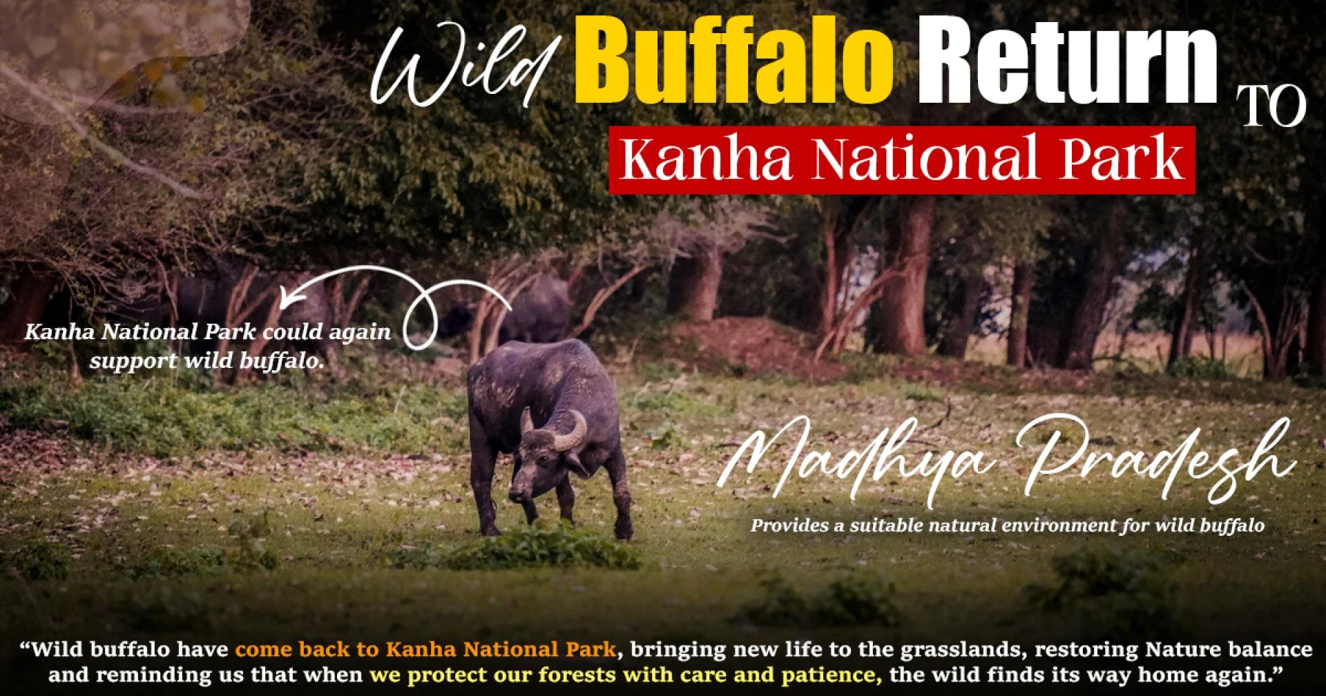 Wild Buffalo Return To Kanha National Park