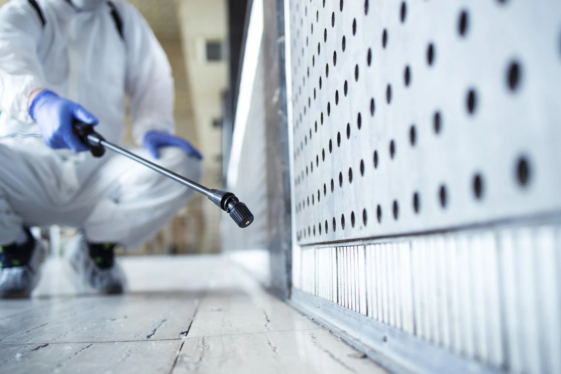 Understanding Rat Infestation and the Importance of Removal of Rodents in Cars