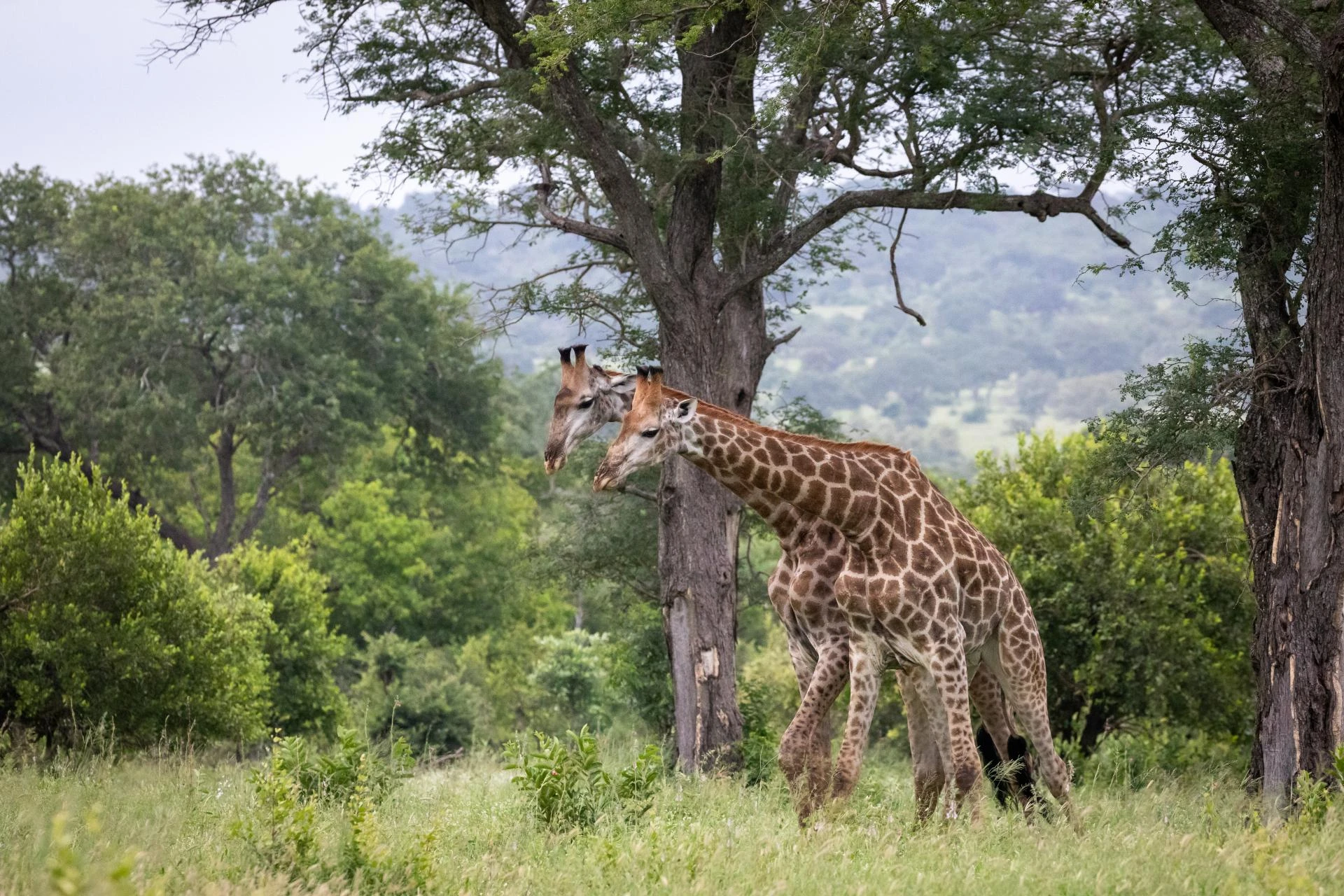 Tanzania Safari: The Ultimate Guide to Africa’s Most Iconic Wildlife Adventure