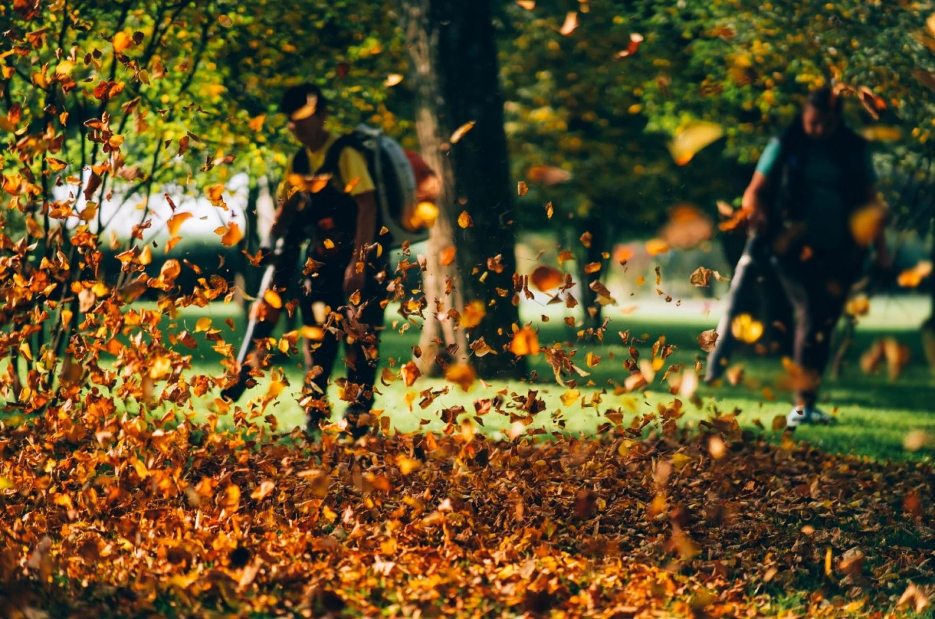 Fall Leaf Cleanup Service: Why It is necessary