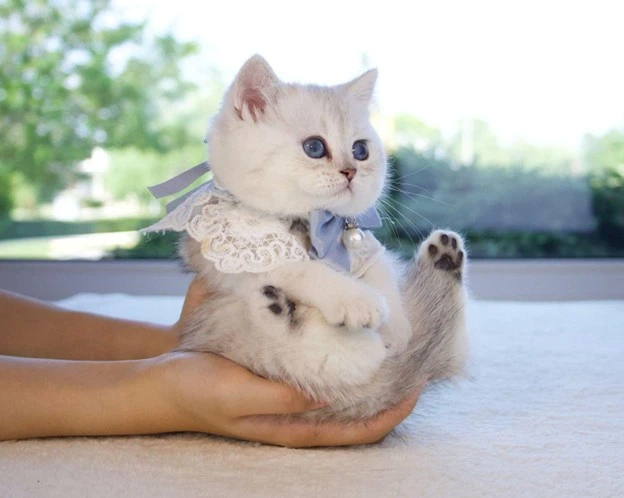 British Shorthairs vs. Other Popular Cat Breeds: A Comparison Guide