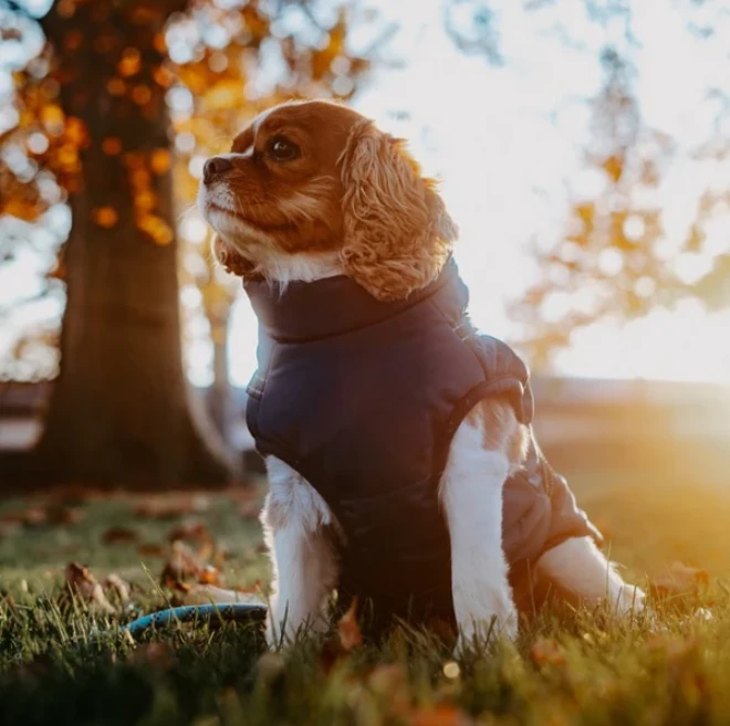 Back-to-School Blues: How Your Dog Can Adjust to the New Routine