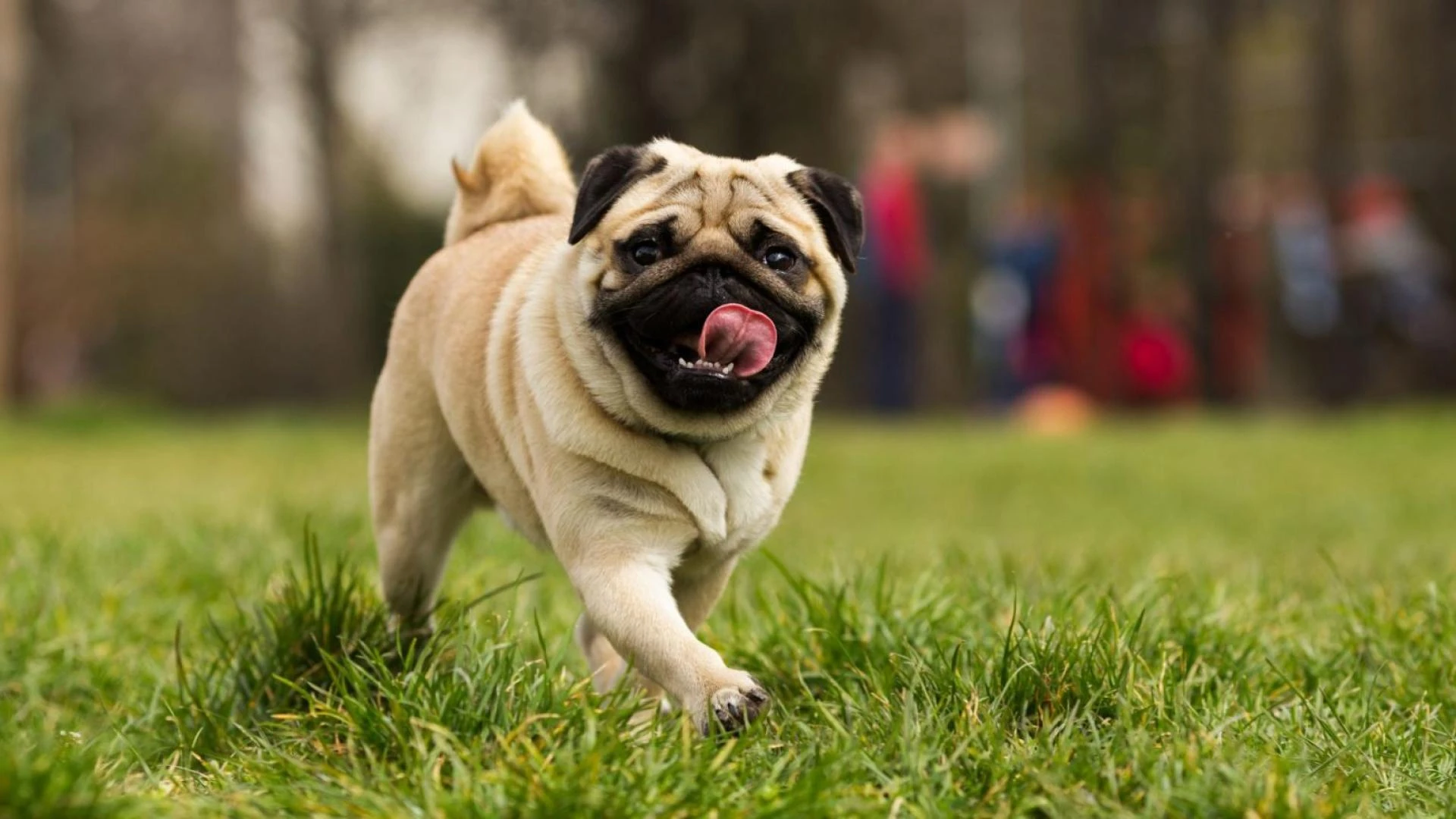 How Much Does a Pug Dog Cost? Complete Price Guide