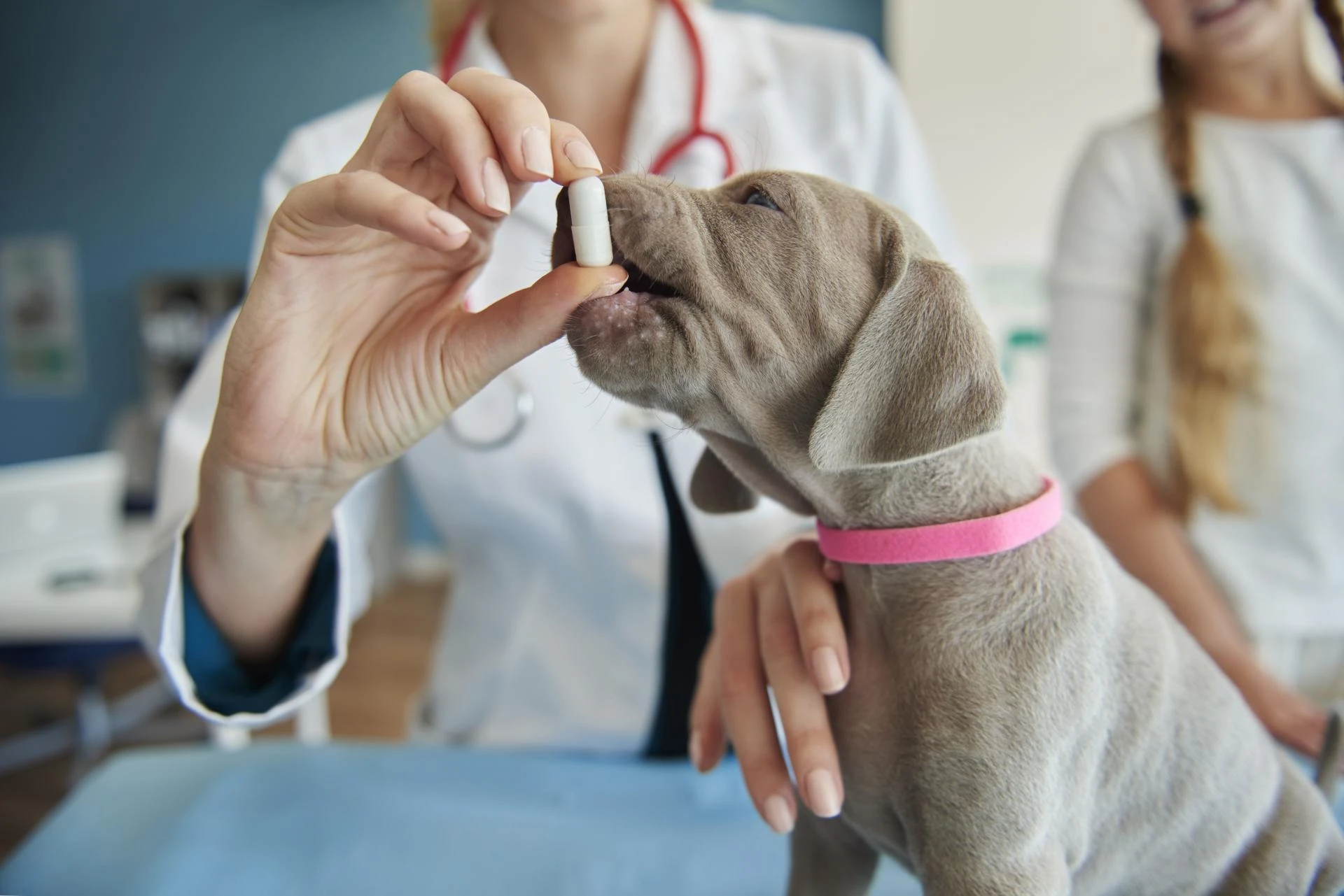 What Benefits Can Hyaluronic Acid Offer for Senior Dogs?
