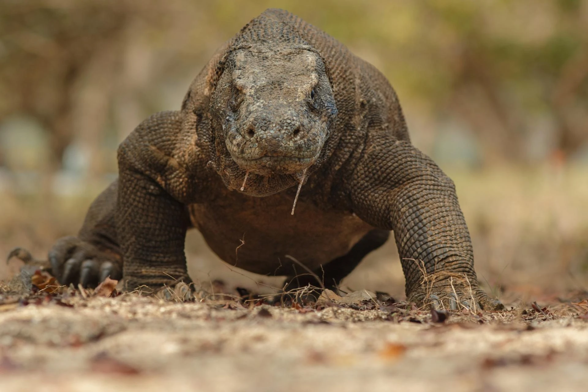 Where Are Komodo Dragons From? A Look Into the World’s Largest Lizard