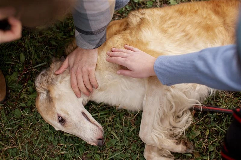 Recognizing Pain in Pets: Subtle Signs Your Dog or Cat May Be Hurting