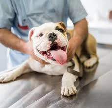 A Total Direct to Veterinary Surgery in Michigan City