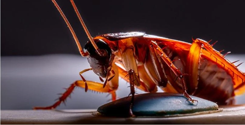 Effective  Cockroach Pest Control in Dubai