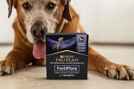 Probiotics for Dogs: Natural Ways to Improve Gut Health and Immunity
