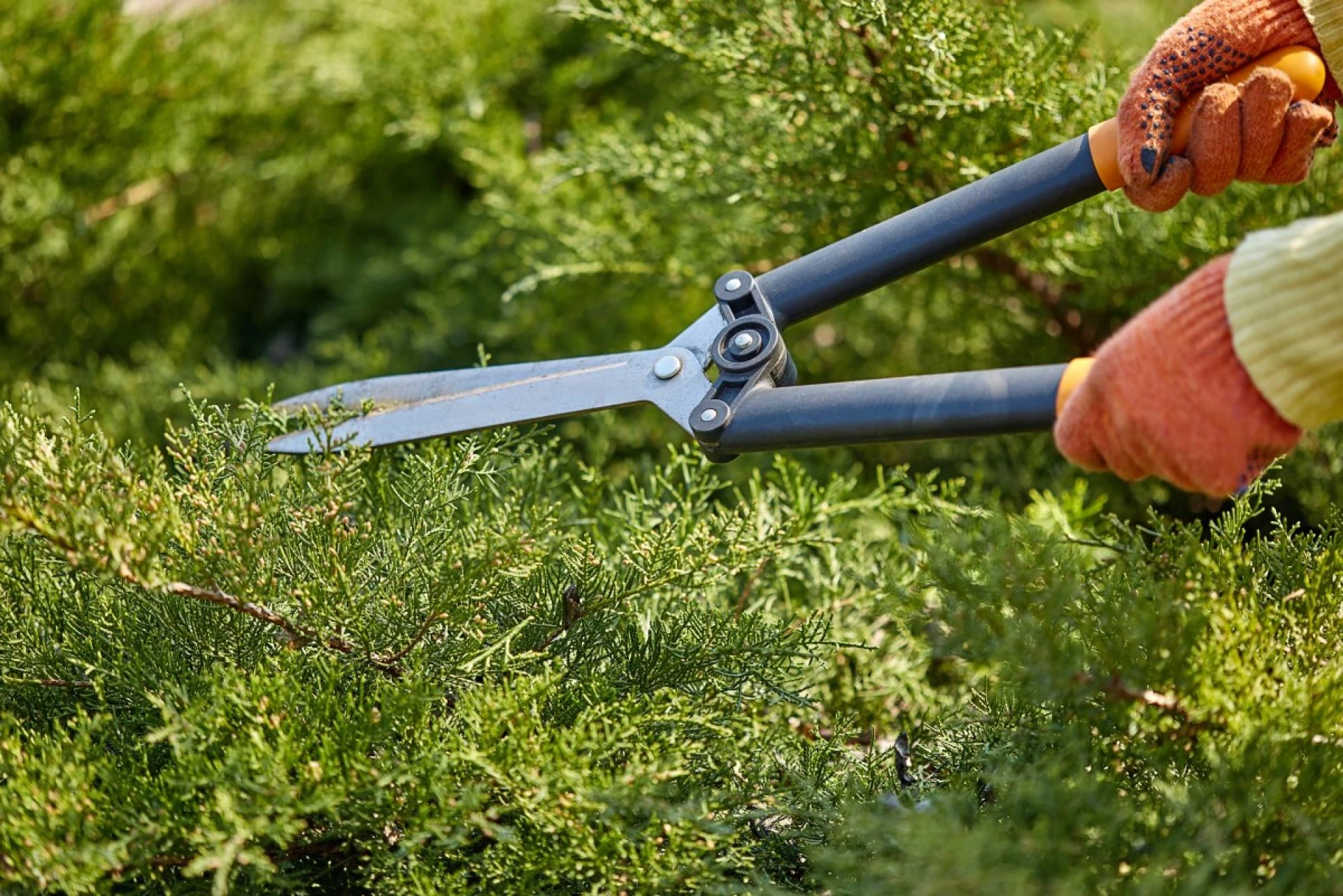 Tree Preservation and Conservation Services in Buffalo NY