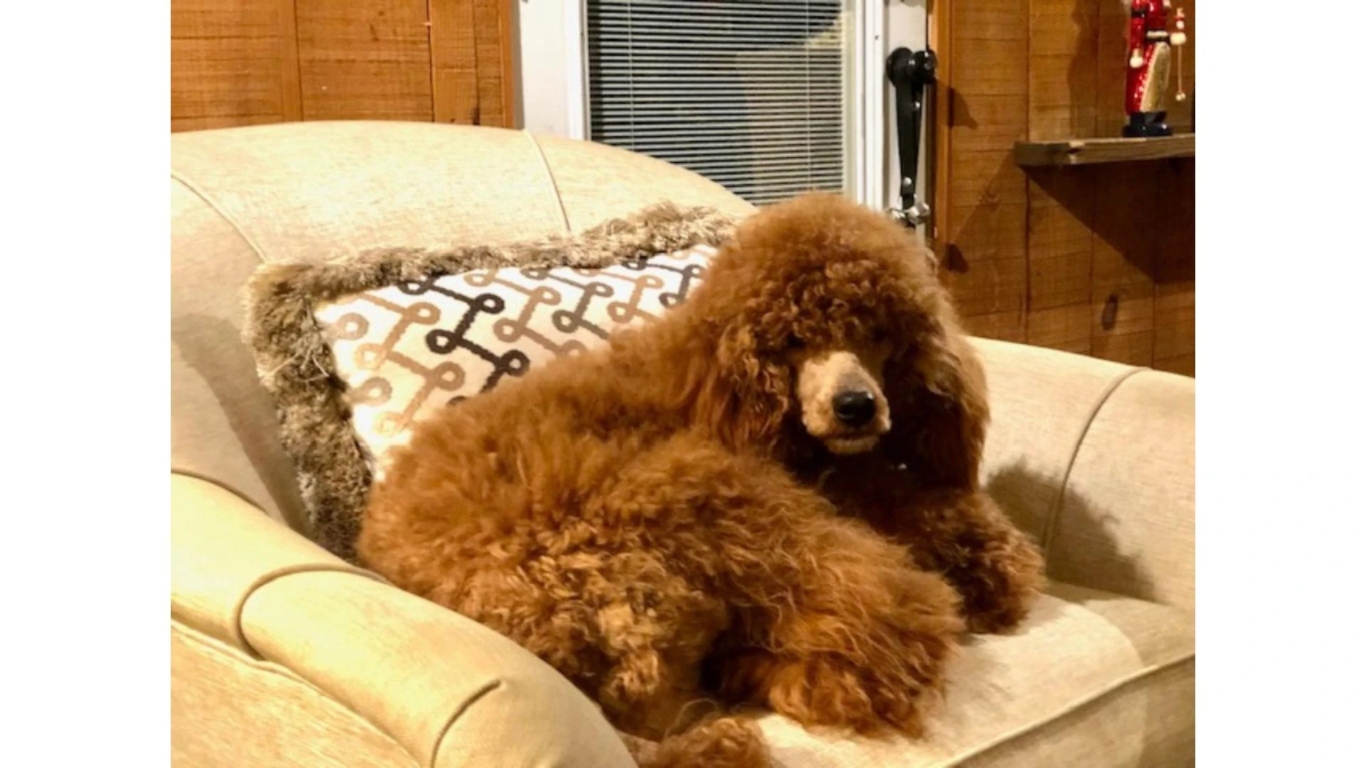 What Are the Best Small Hypoallergenic Puppies for Sale Right Now?
