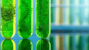 Algae Oil Market Innovations Strengthen Global Adoption Across Nutritional And Industrial Applications
