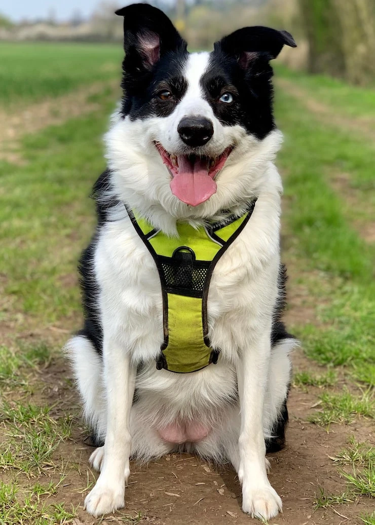 Guía Completa para Encontrar la Mejor Tienda de Accesorios para Perros en España