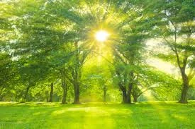 The Modern Smartphone: How a Pocket-Sized Device Became the Center of Daily Life