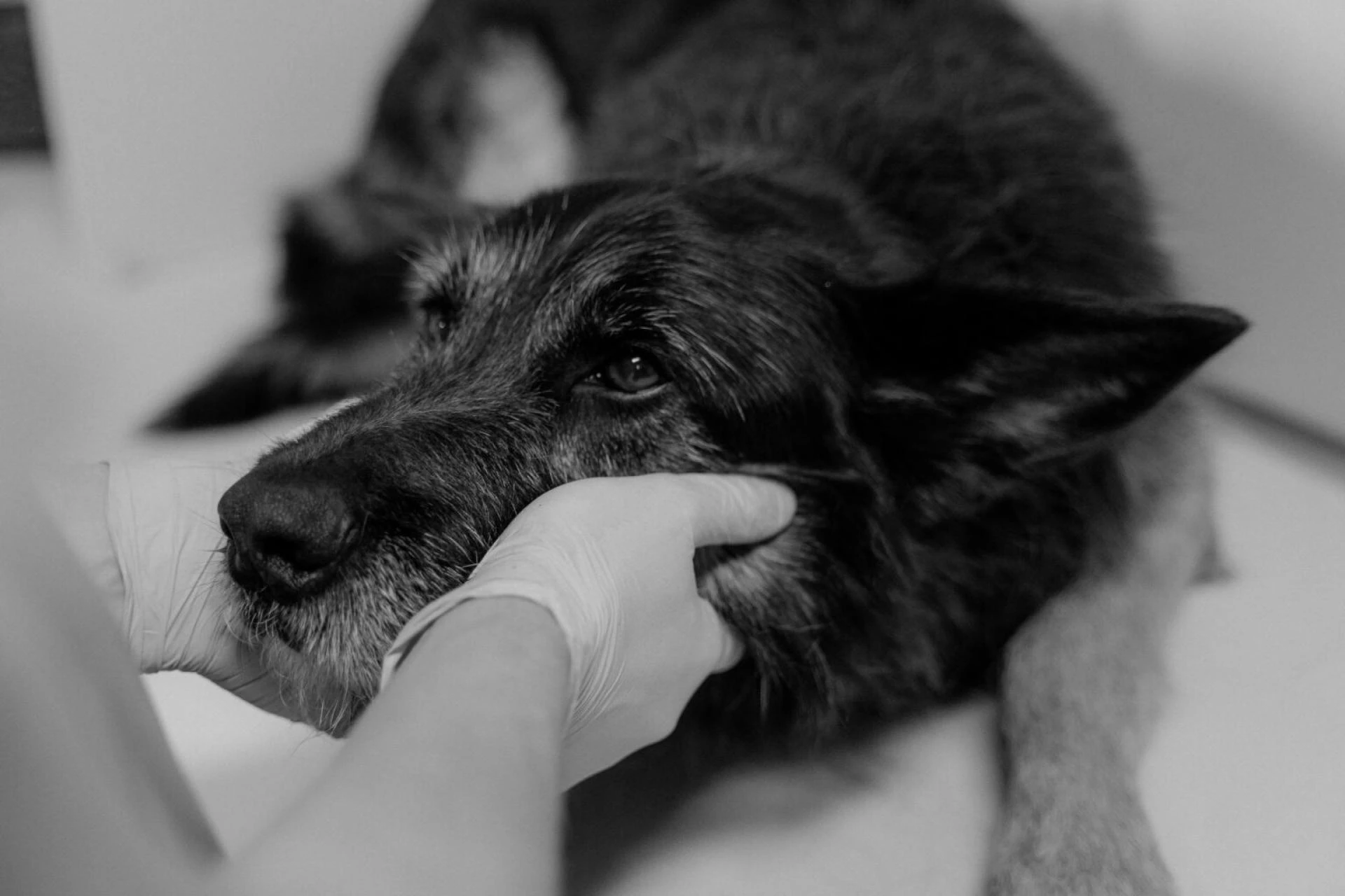 Why More Pet Owners Choose Home Vet Services for Dog Euthanasia and End-of-Life Care