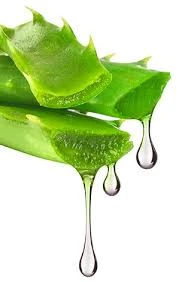 Aloe Vera Extracts Market Technological Advancements Enhancing Extraction Efficiency And Product Quality Globally
