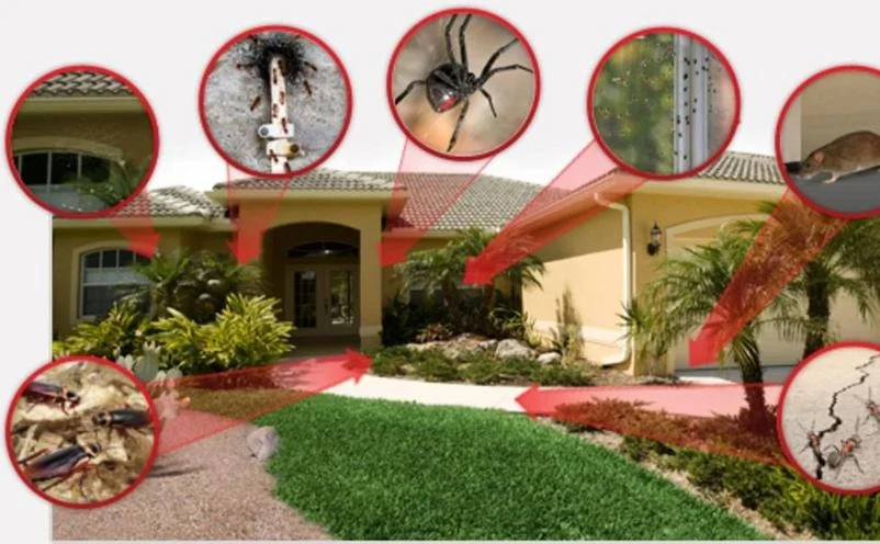 How the Best Pest Control in Jupiter, FL Protects Homes from Fleas and Ticks Year-Round